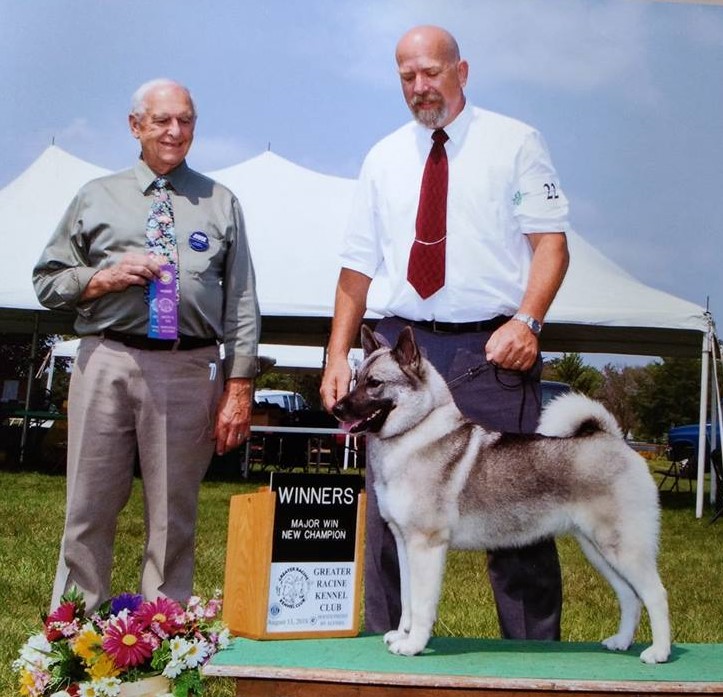vin melca norwegian elkhounds
